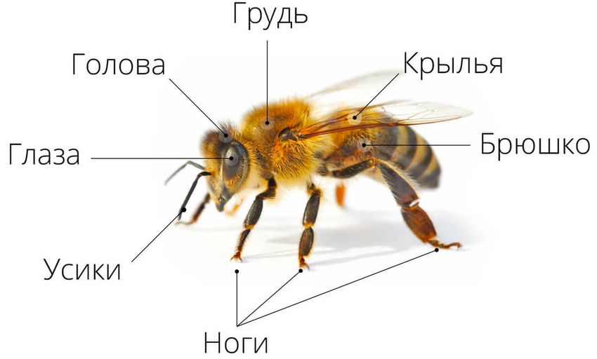 Пчела строение