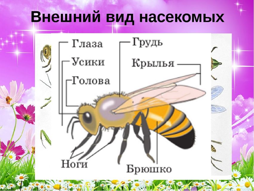 Части тела насекомых