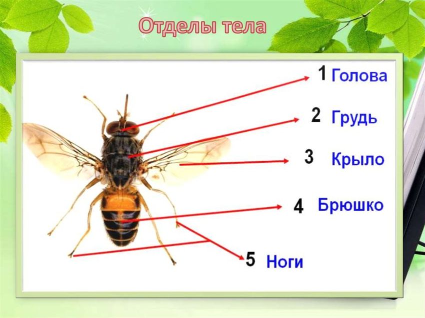 Строение насекомых для дошкольников
