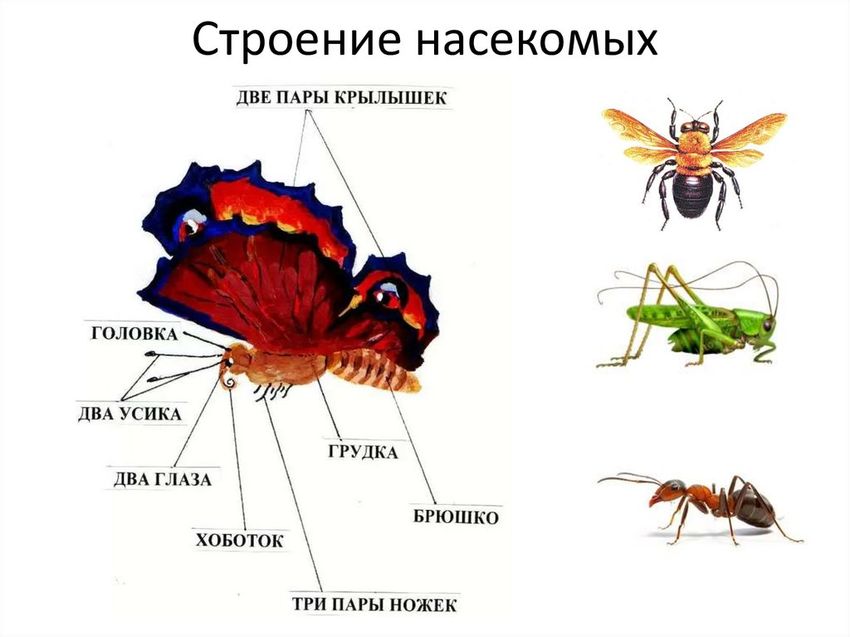 Строение насекомых