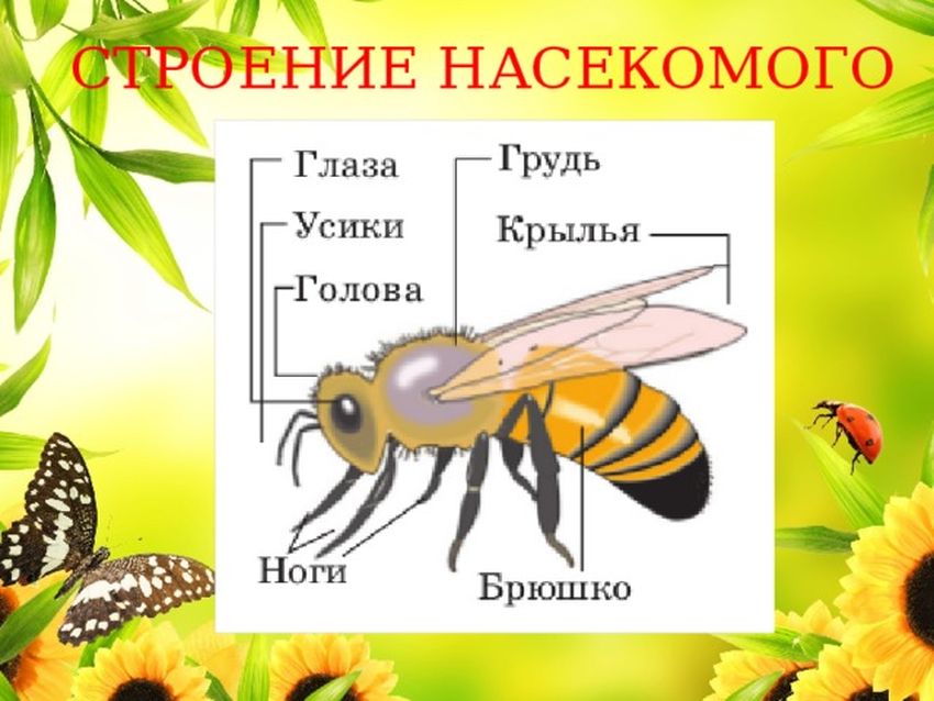Части тела насекомых
