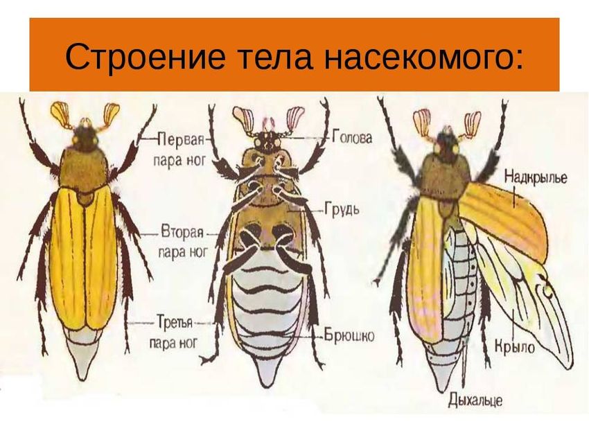 Строение майского жука