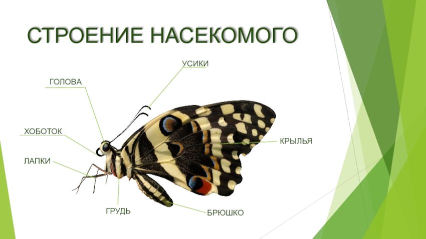 Строение насекомых для дошкольников