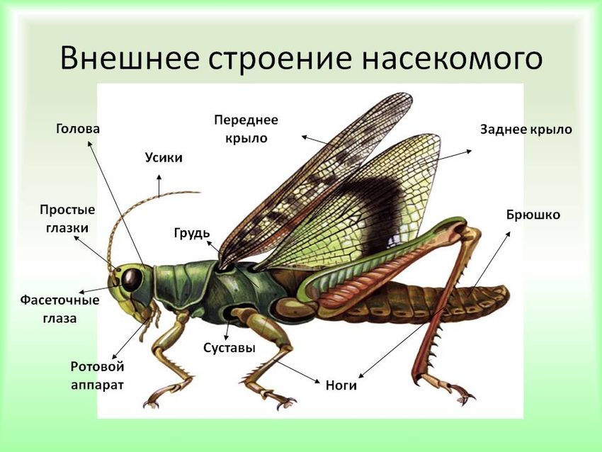 Внутренне и внешнее строение насекомых