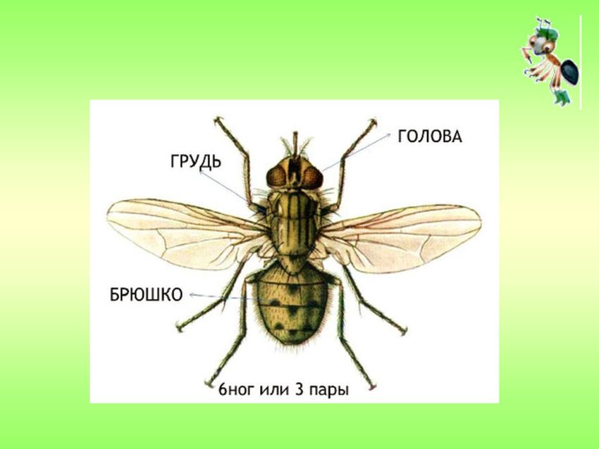 Муха (насекомое) строение