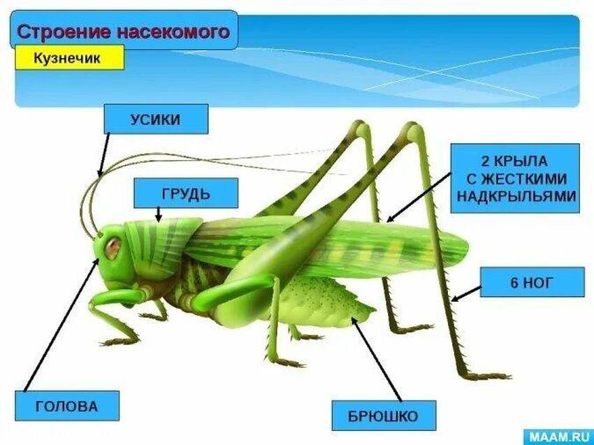 Кузнечик насекомое