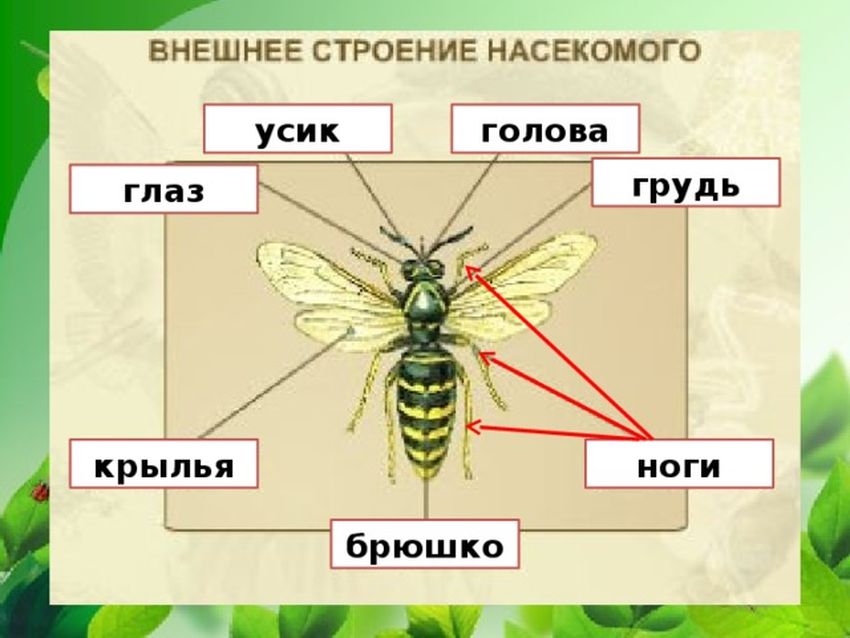 Внешнее строение насекомых