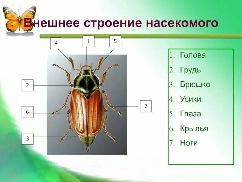 Строение насекомых майский жук