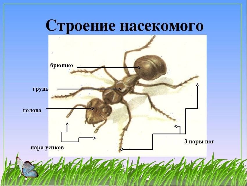 Строение насекомых муравей