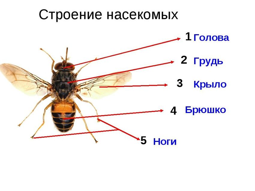 Муха цеце строение