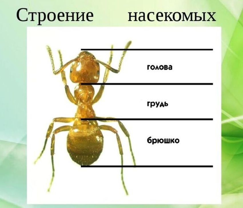 Внешнее строение муравья