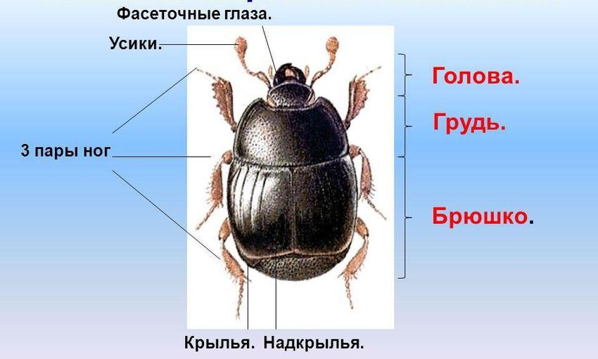 Внешнее строение насекомых