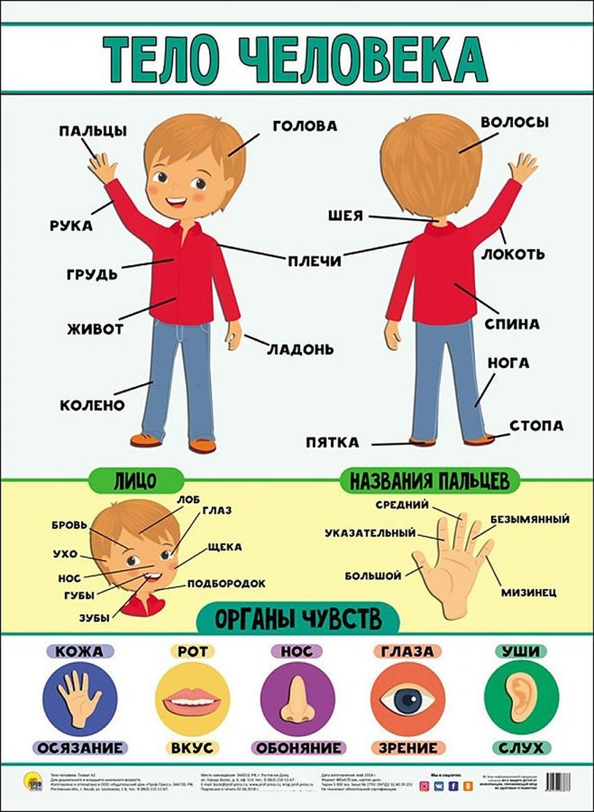 Плакат части тела человека для детей