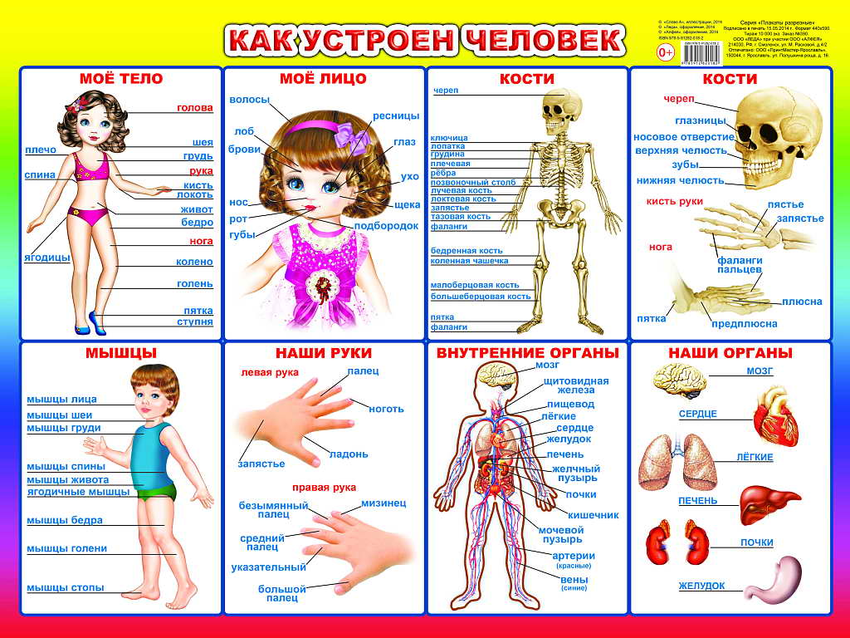 Плакат тело человека