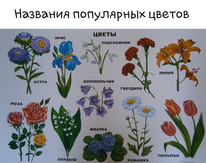 Полевые цветы с названиями