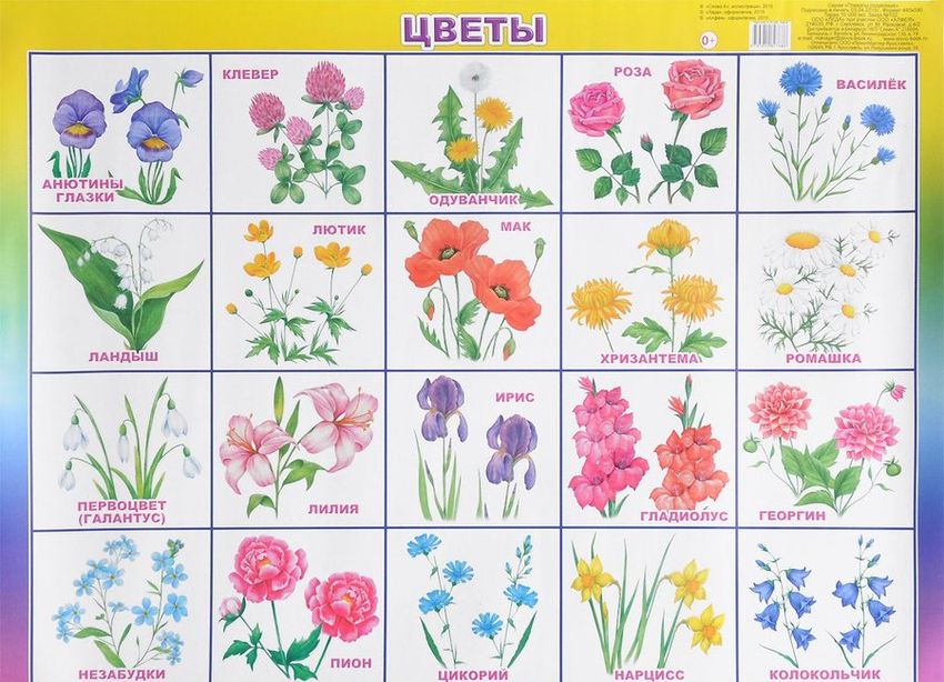 Плакат цветы