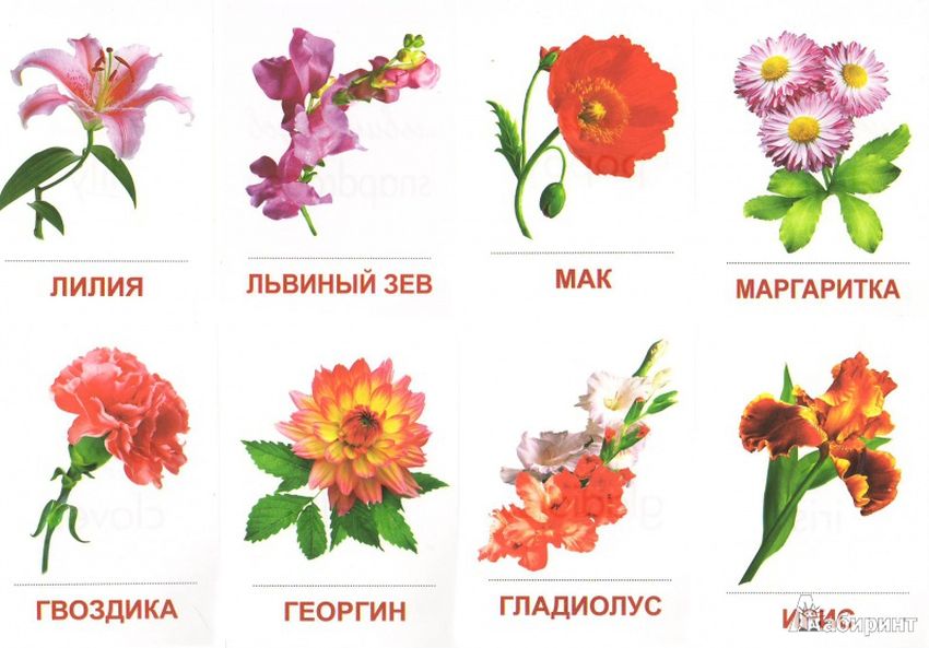 Цветы карточки для детей