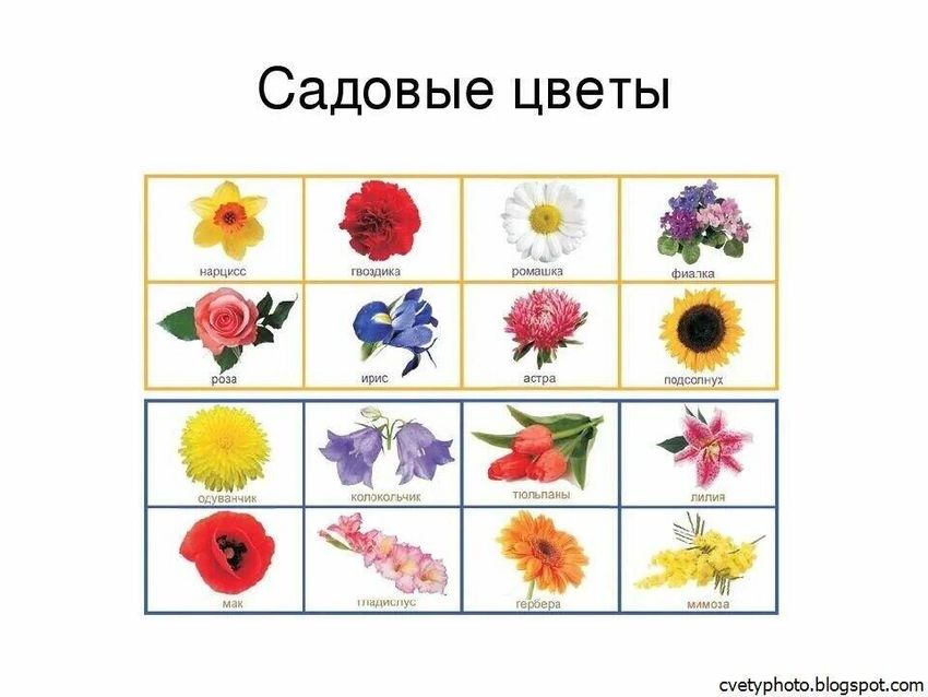 Карточка цветы садовые