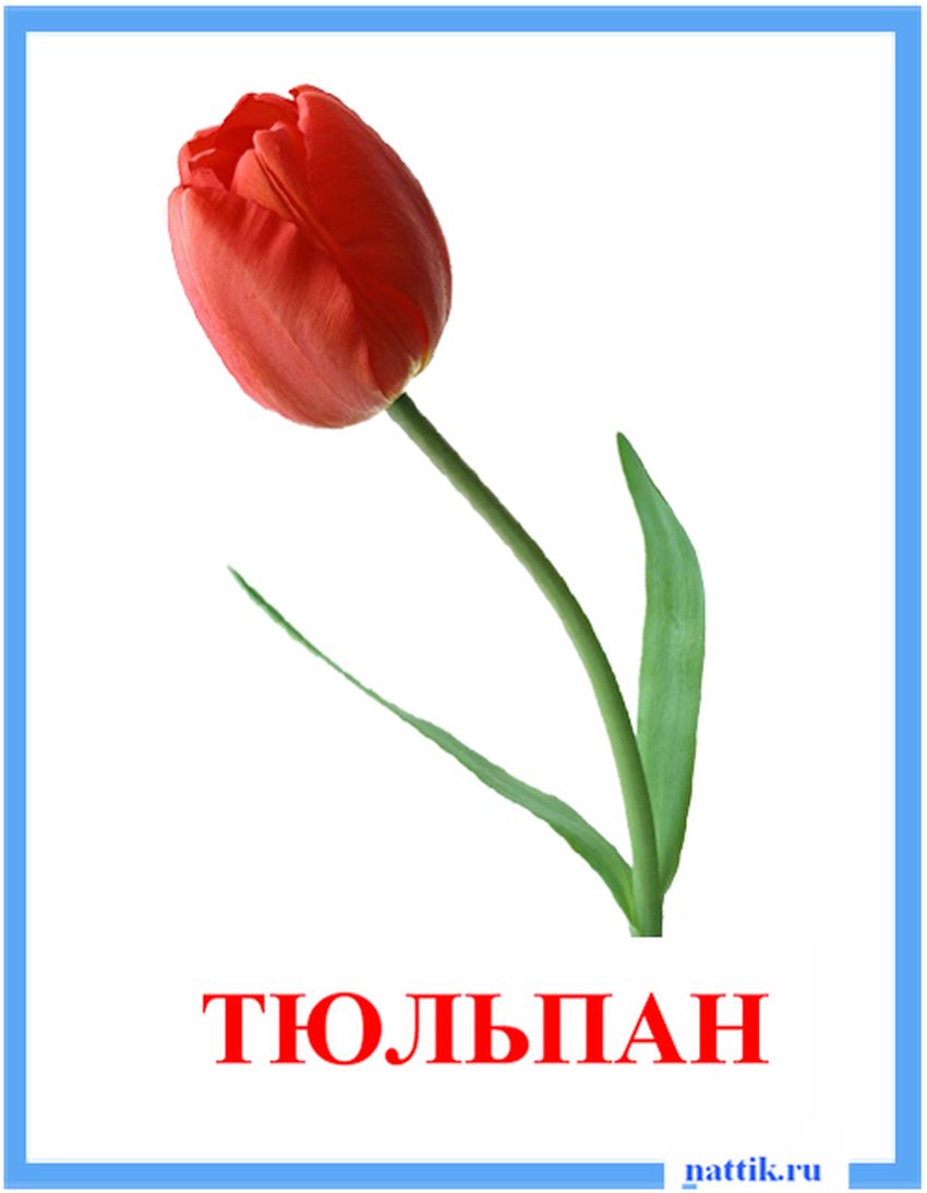 Тюльпаны