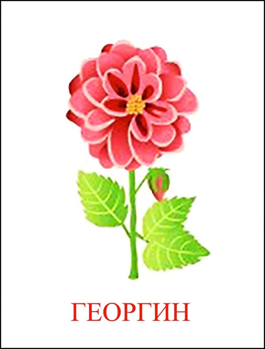 Георгины цветы