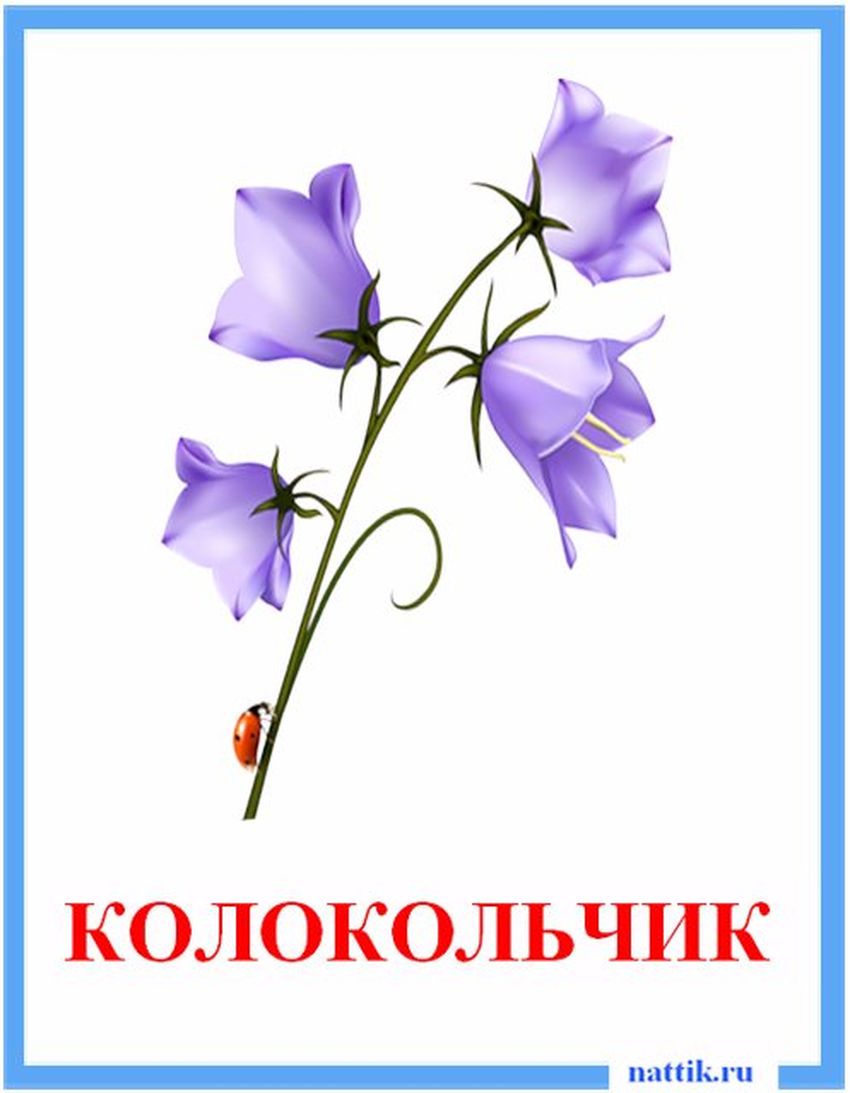 Колокольчик цветок рисунок