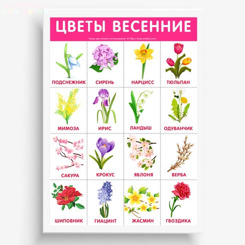Цветы карточки для детей