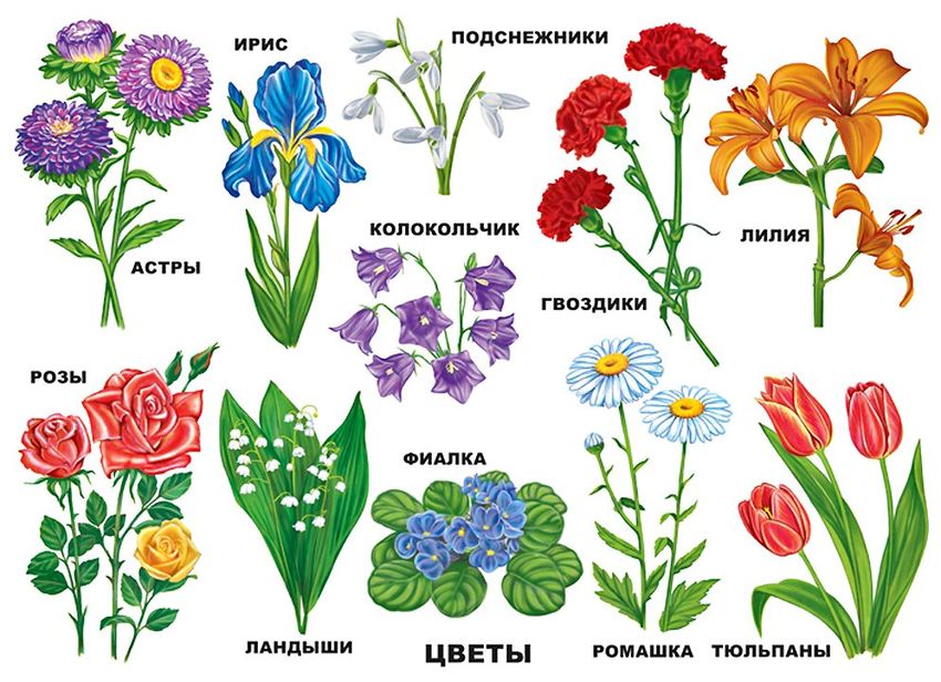 Цветы с названиями