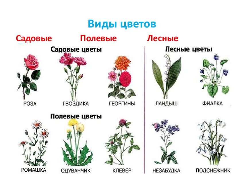Виды полевых цветов
