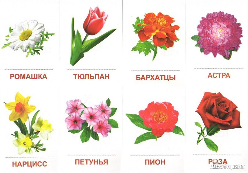 Карточки с изображением цветов