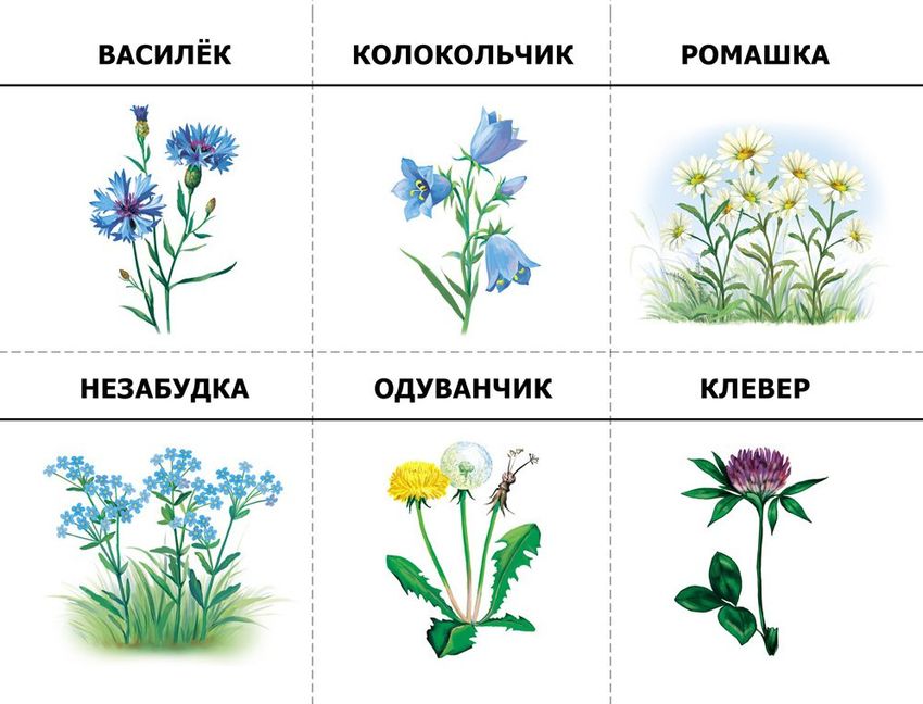 Полевые цветы карточки для детей