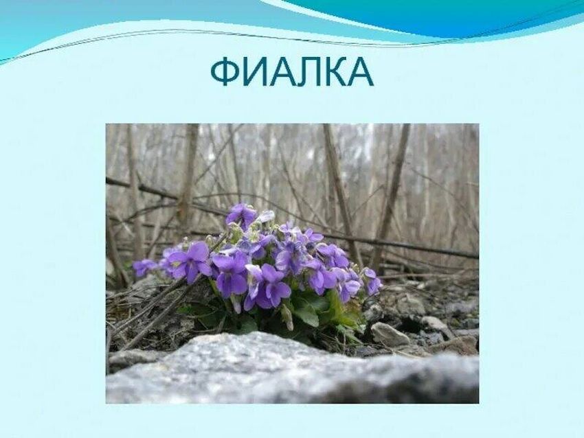 Лесная фиалка