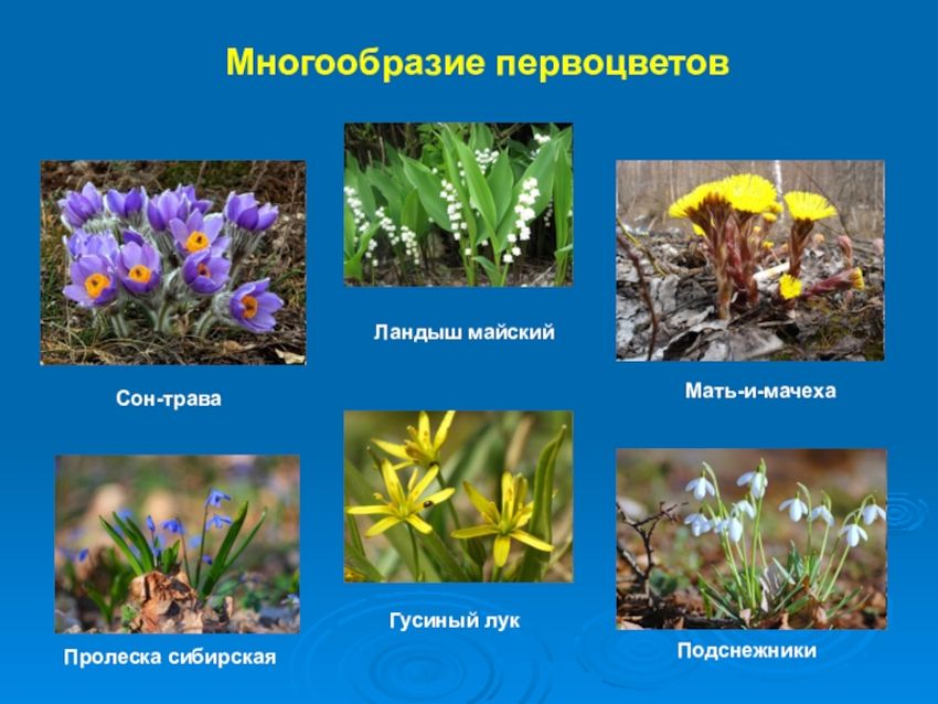 Первоцветы мать-и-мачеха
