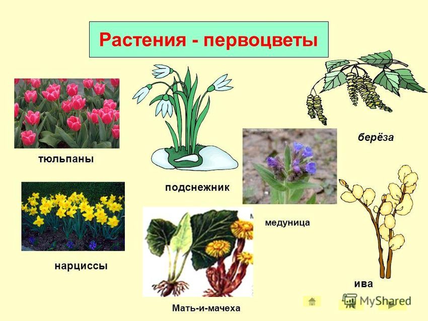 Раннецветущие растения подснежник