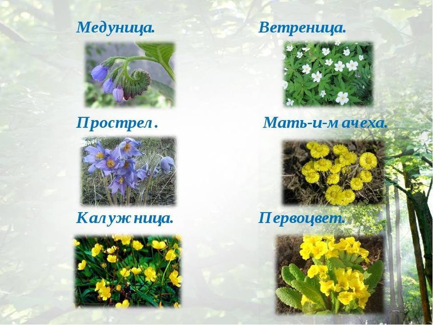 Желтые первоцветы калужница