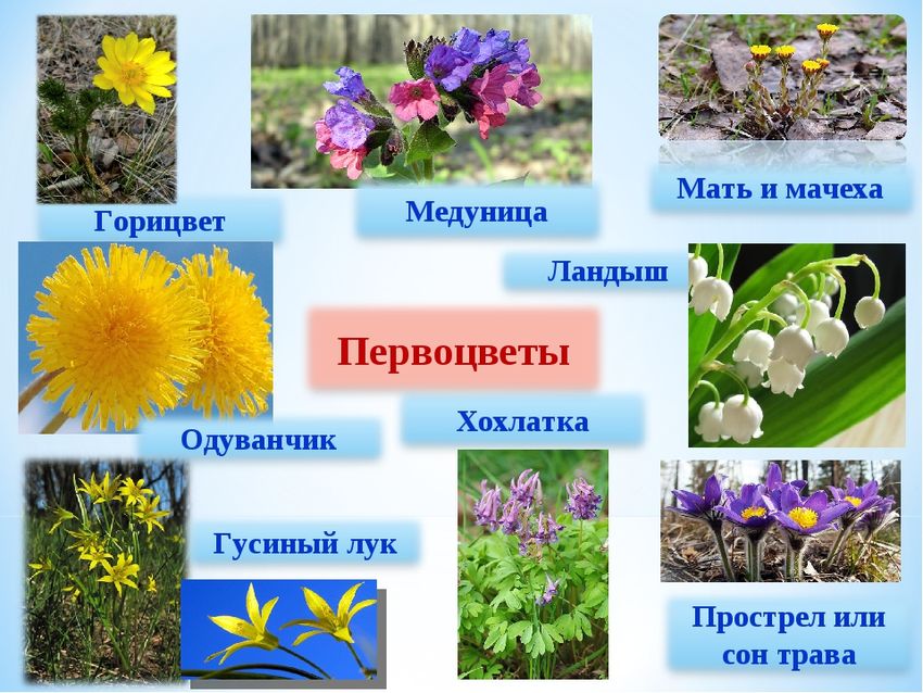 Первоцветы мать-и-мачеха