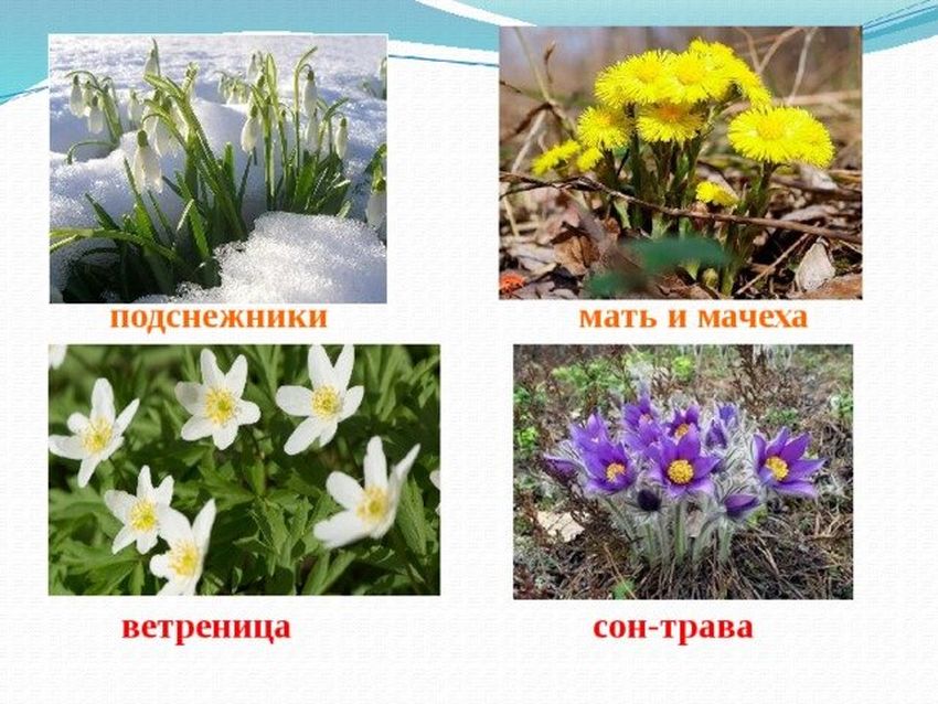 Медуница, подснежник, мать и мачеха