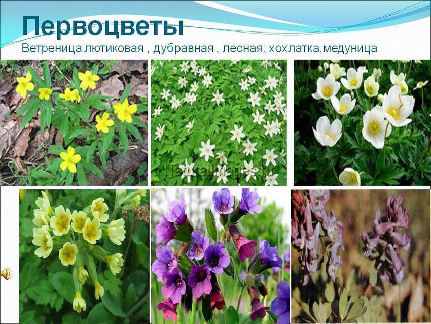 Цветы первоцветы дикоросы