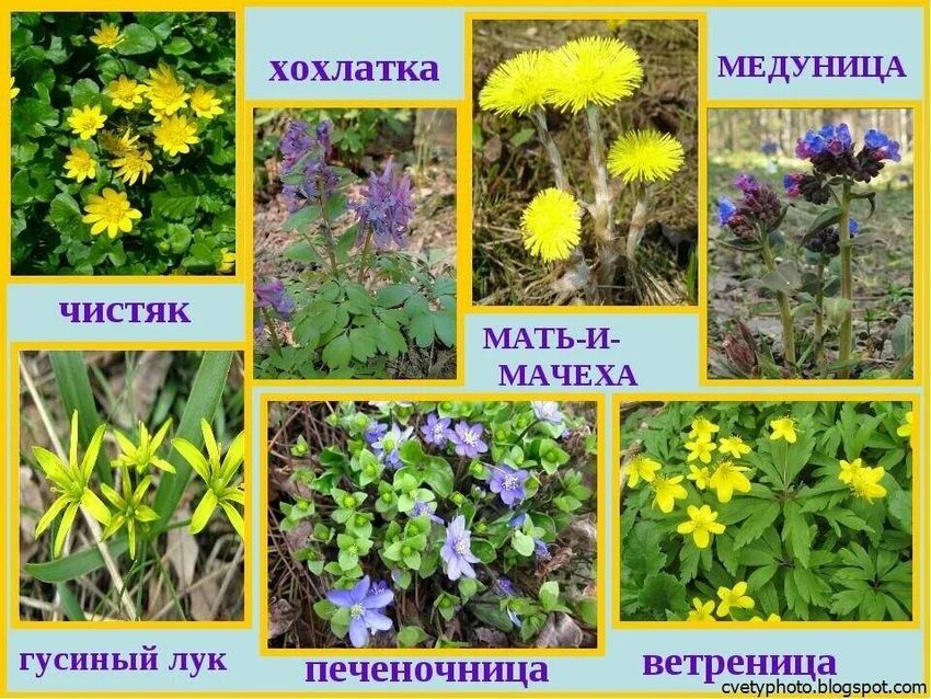 Мать и мачеха