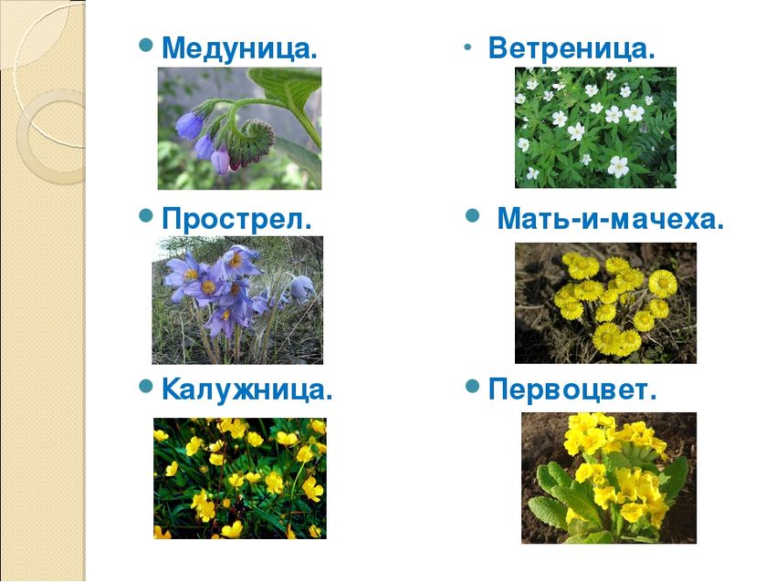 Первоцветы ветреница медуница ромашка