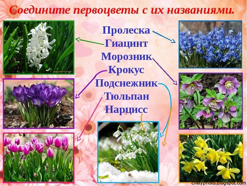 Весенние первоцветы