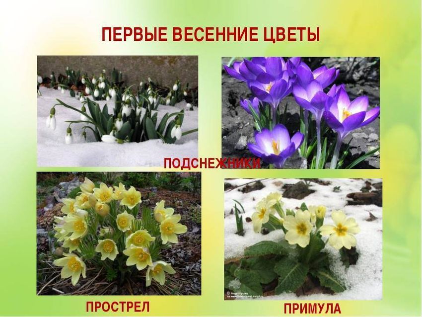 Первые вестники весны первоцветы