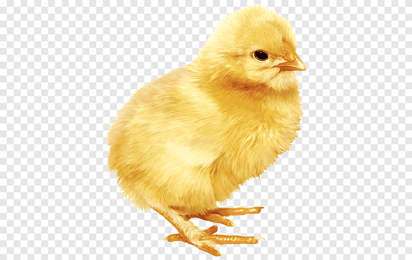 Цыпленок на белом фоне