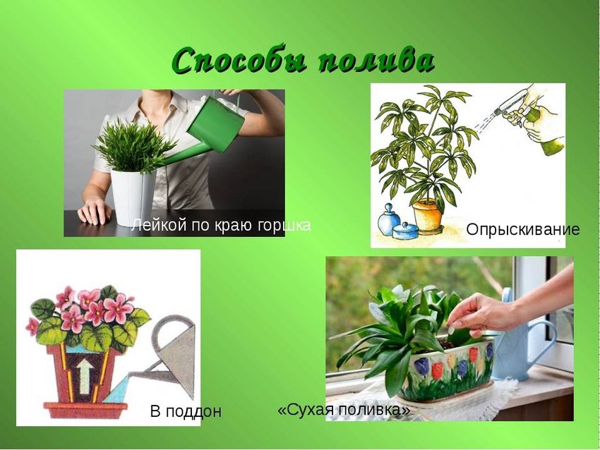 Комнатные растения