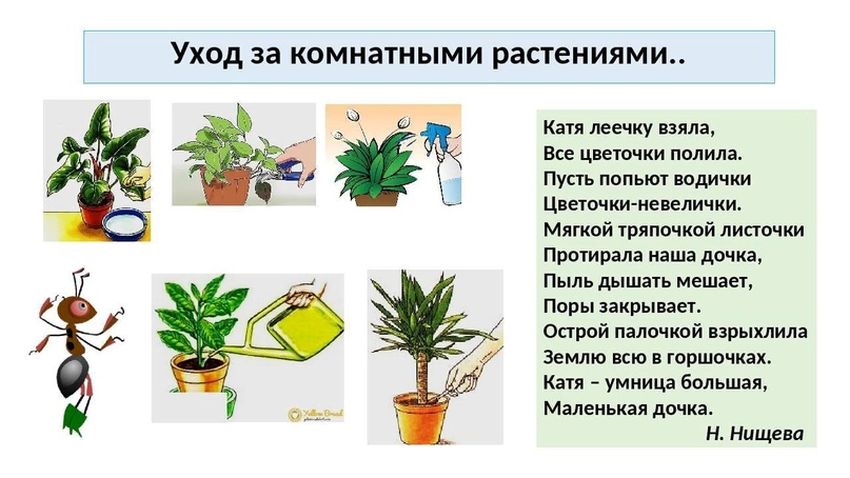 Комнатные растения