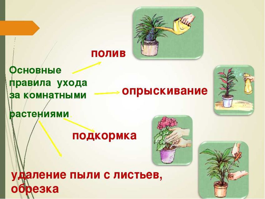 Правилах ухода за комнатными растениями