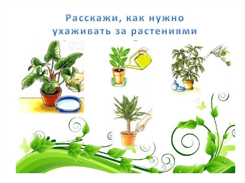 Комнатные растения