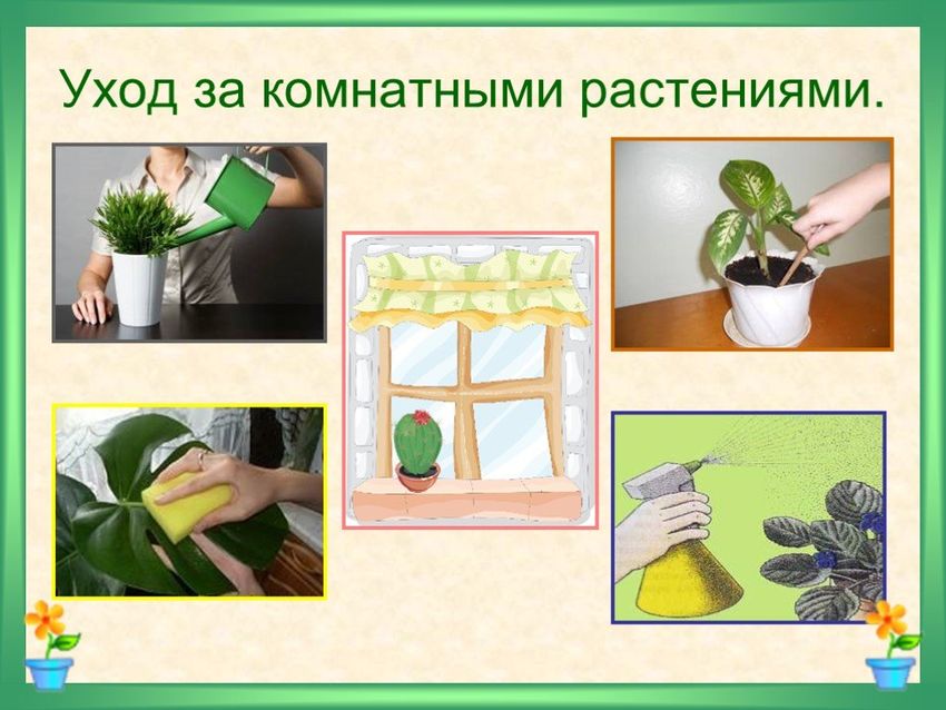 Правила ухода за комнатными растениями