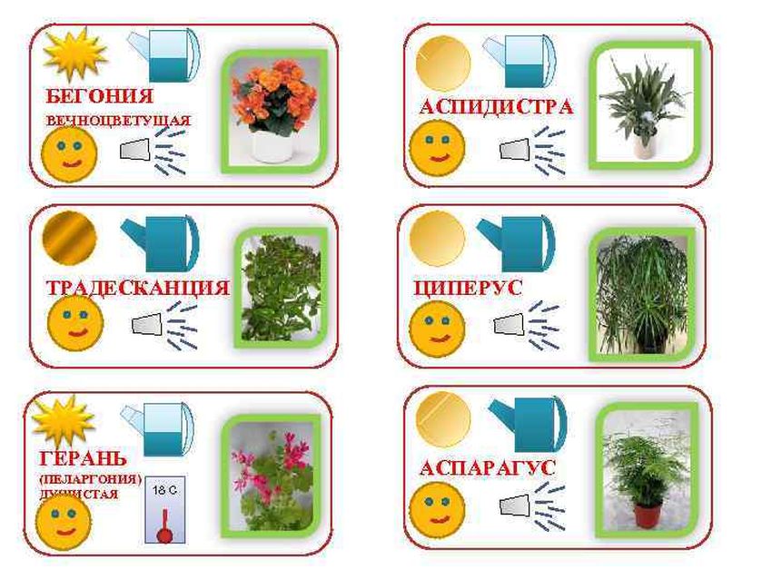 Паспорта растений для уголка природы в доу