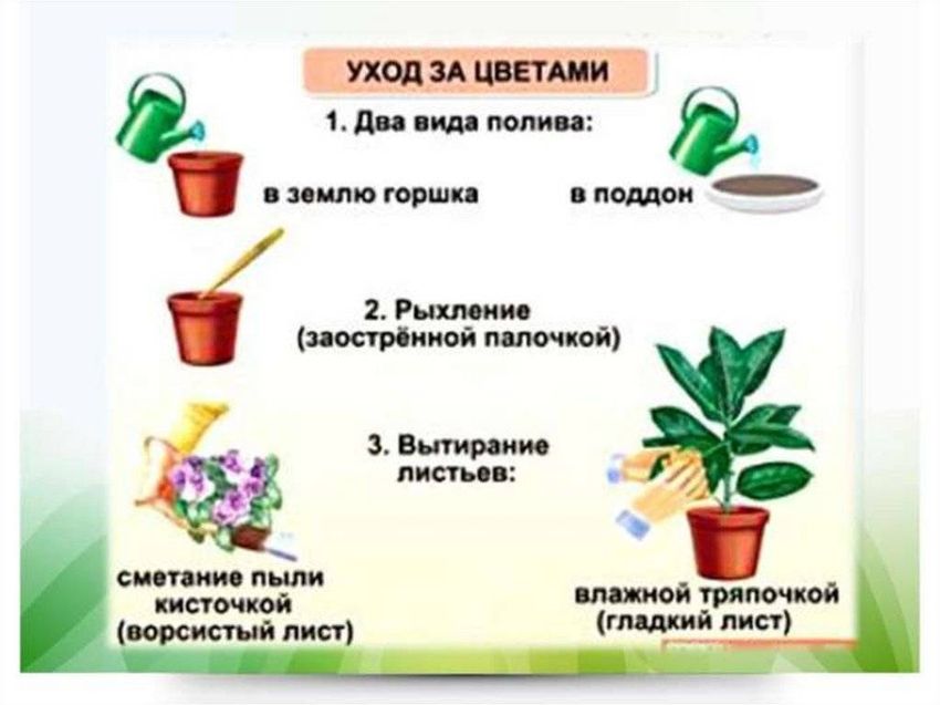 Комнатные растения