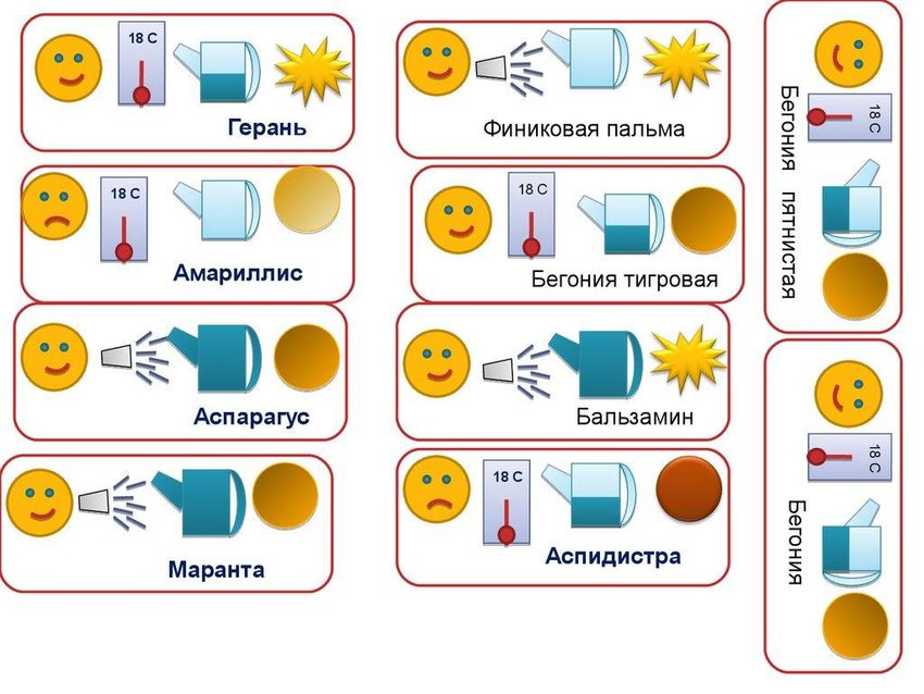 Паспорт комнатных растений в детском саду
